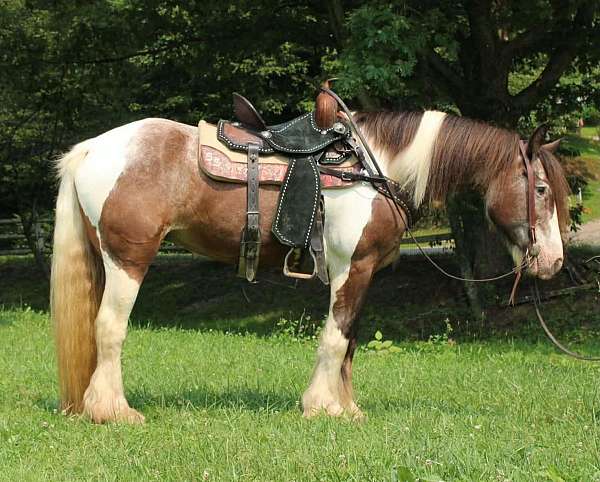 all-around-gypsy-vanner-horse