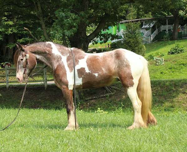 athletic-gypsy-vanner-horse