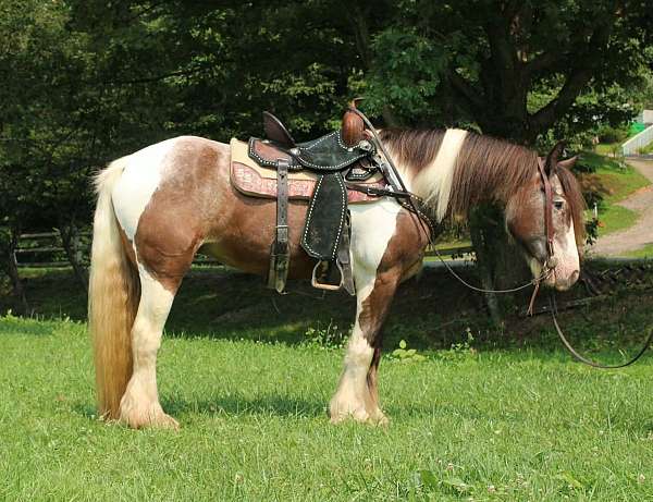 endurance-gypsy-vanner-horse