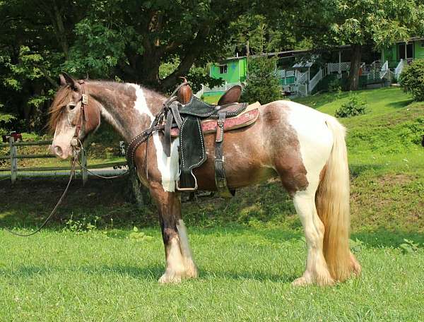 beginner-gypsy-vanner-horse