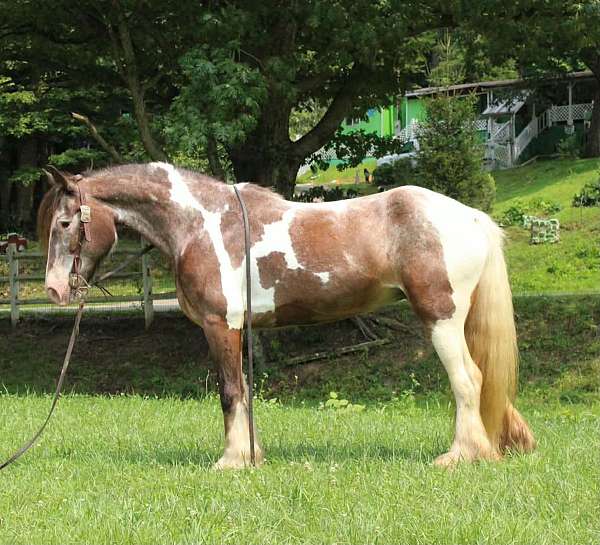 flashy-gypsy-vanner-horse