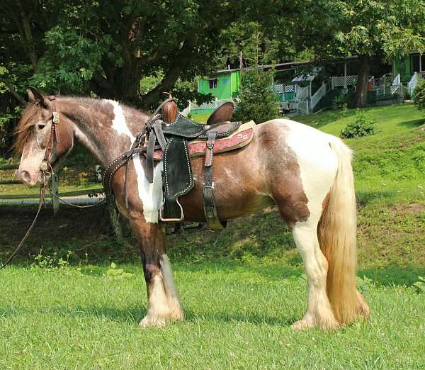 kid-safe-gypsy-vanner-horse