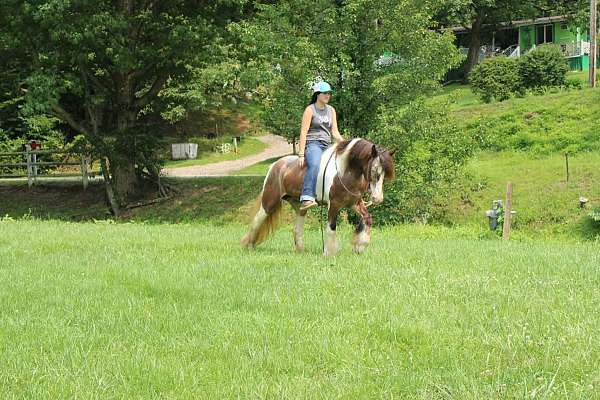 playday-gypsy-vanner-horse