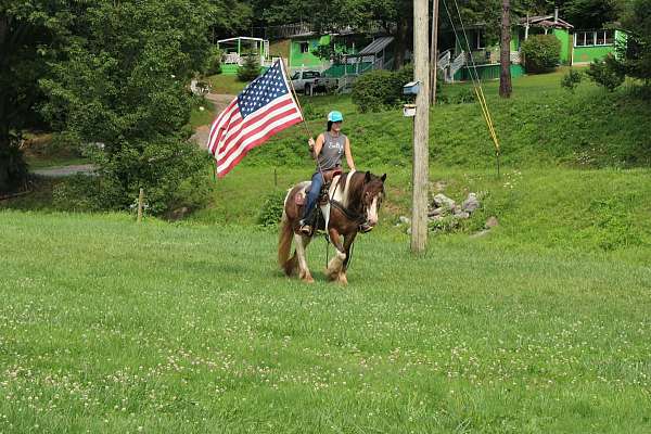 ranch-gypsy-vanner-horse