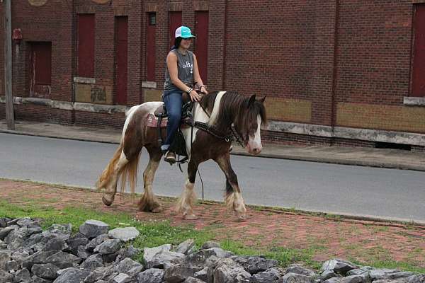 ranch-work-gypsy-vanner-horse