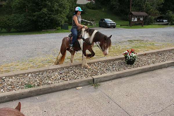 ridden-western-gypsy-vanner-horse
