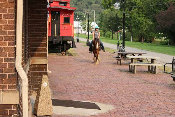 trail-riding-gypsy-vanner-horse