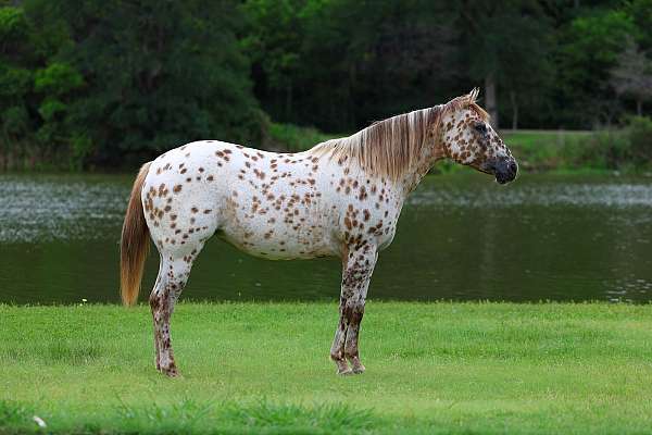 poa-appaloosa-mare