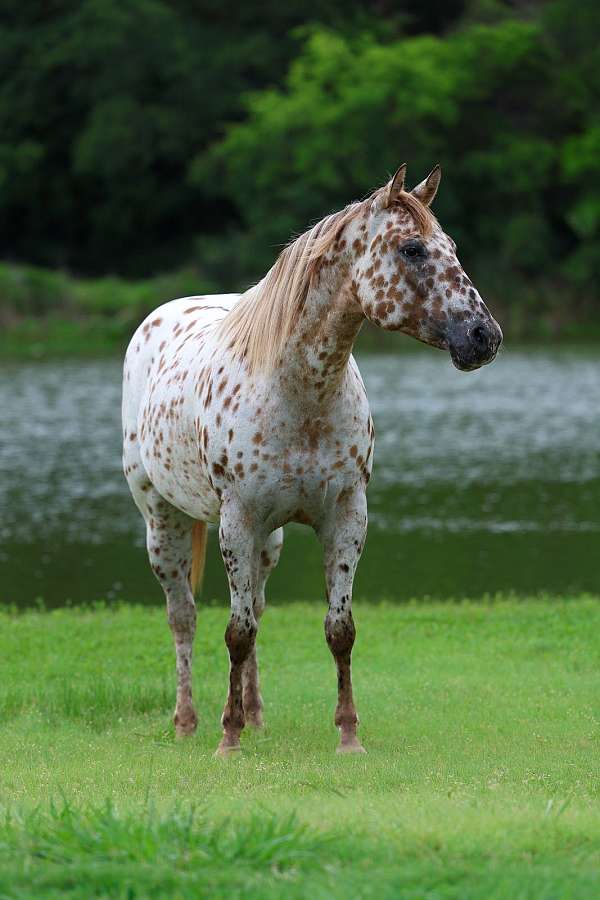 all-around-appaloosa-horse