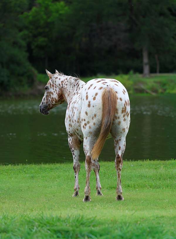 endurance-appaloosa-horse