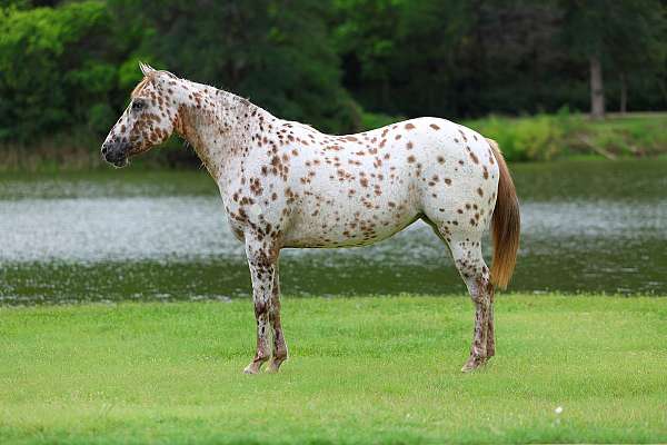 athletic-appaloosa-horse