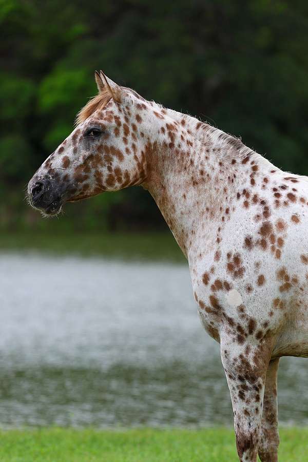 beginner-appaloosa-horse
