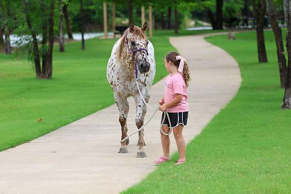 experienced-appaloosa-horse