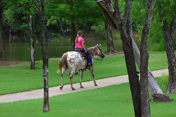 flashy-appaloosa-horse