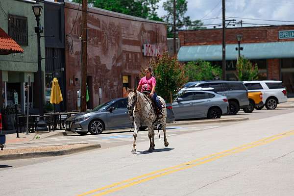husband-safe-appaloosa-horse