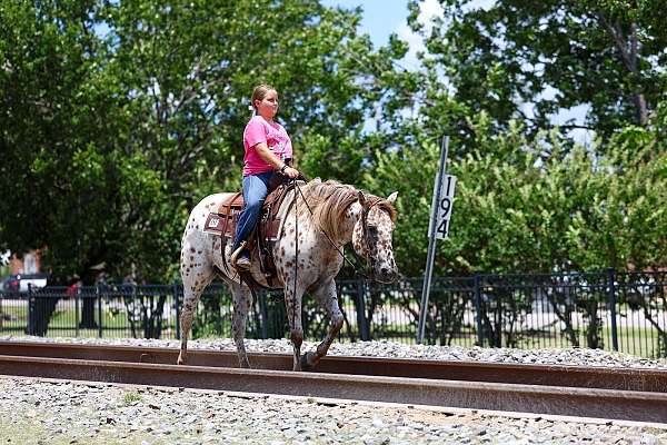 kid-safe-appaloosa-horse