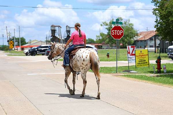 ranch-appaloosa-horse