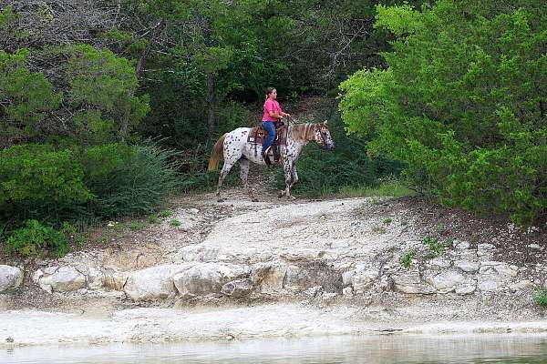 ranch-versatility-appaloosa-horse