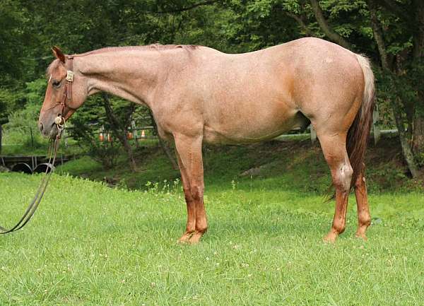 all-around-quarter-horse
