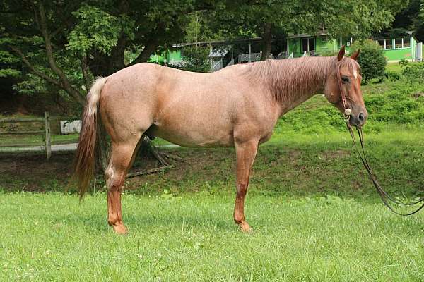 athletic-quarter-horse