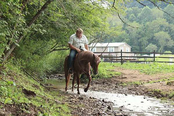 beginner-quarter-horse