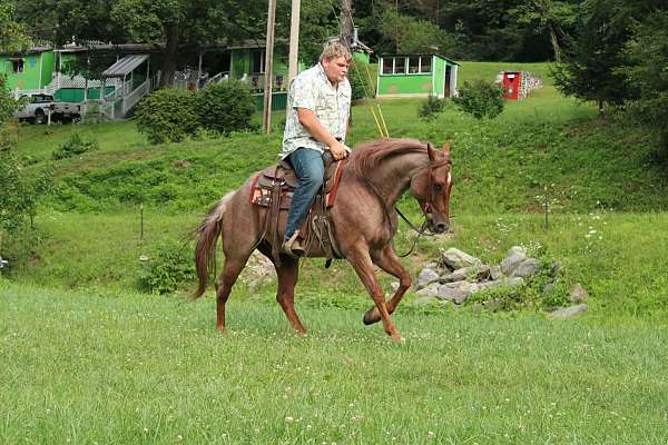 calf-roping-quarter-horse