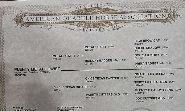 endurance-quarter-horse