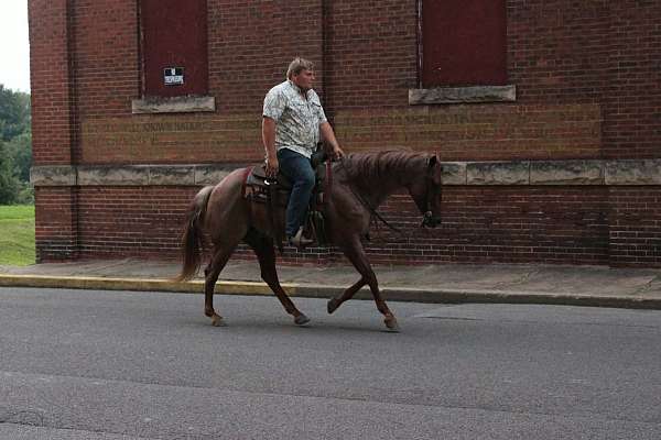 english-pleasure-quarter-horse
