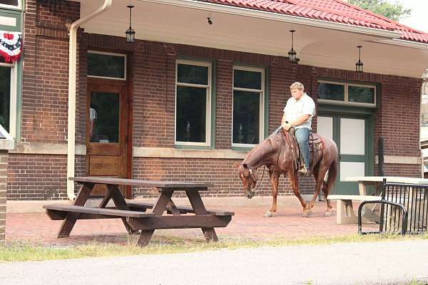 eventing-quarter-horse