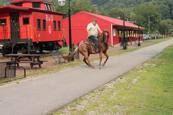 experienced-quarter-horse