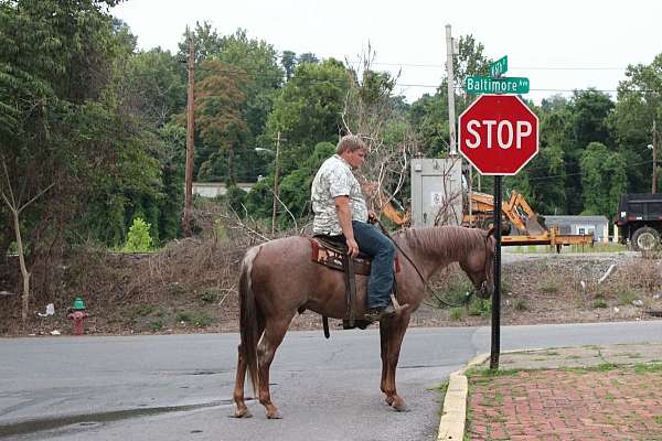 kid-safe-quarter-horse