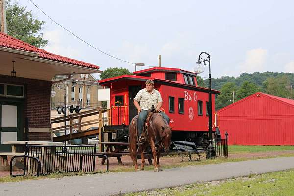 pack-quarter-horse