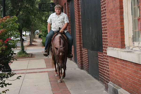 parade-quarter-horse