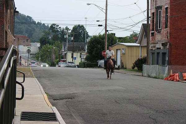 playday-quarter-horse