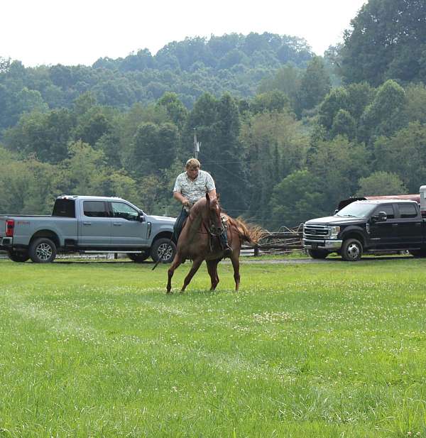 performance-quarter-horse