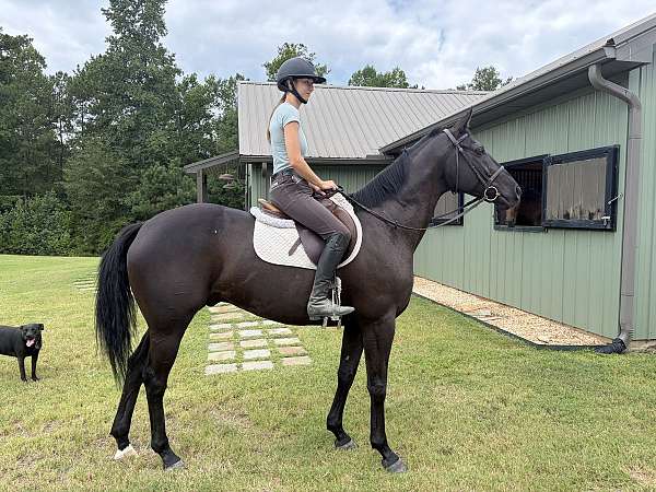 black-star-horse