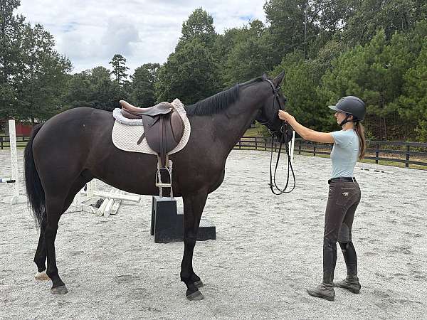 all-around-thoroughbred-horse