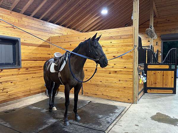 looks-black-thoroughbred-horse