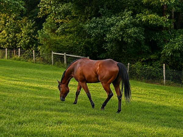 all-around-thoroughbred-horse