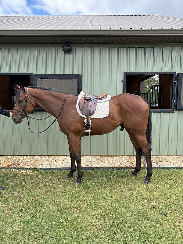 athletic-thoroughbred-horse