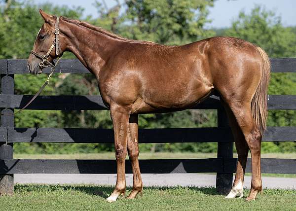 brood-broodmare