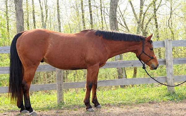 all-around-quarter-horse