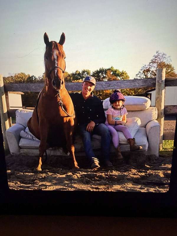 trained-quarter-horse-thoroughbred-horse