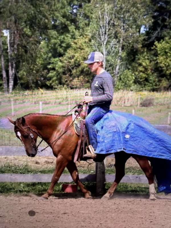 quarter-horse-for-sale