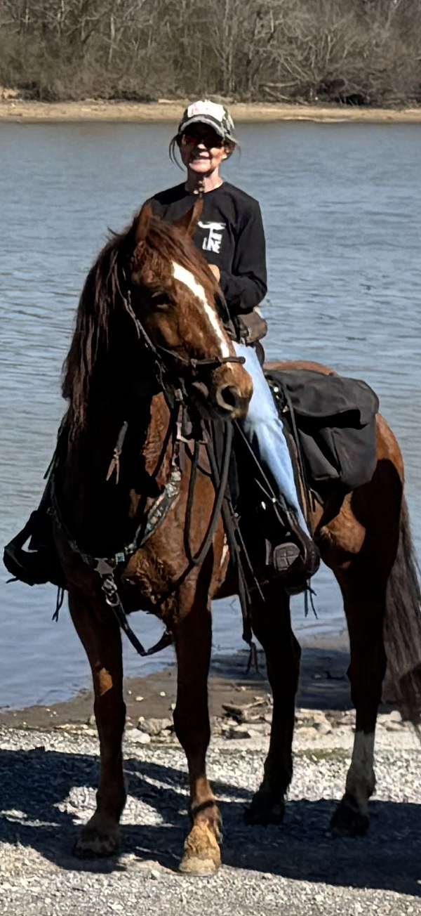 quarter-horse