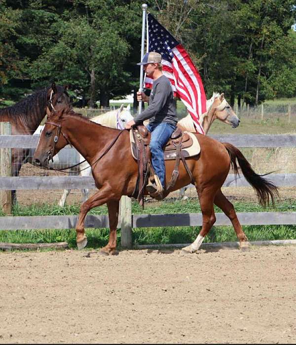 gelding