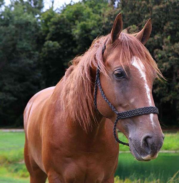 trail-riding-quarter-horse-thoroughbred-horse