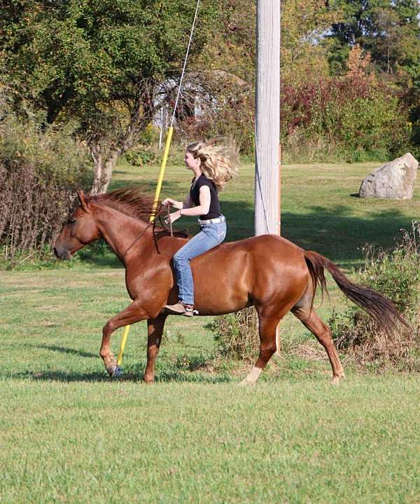 quarter-horse-gelding