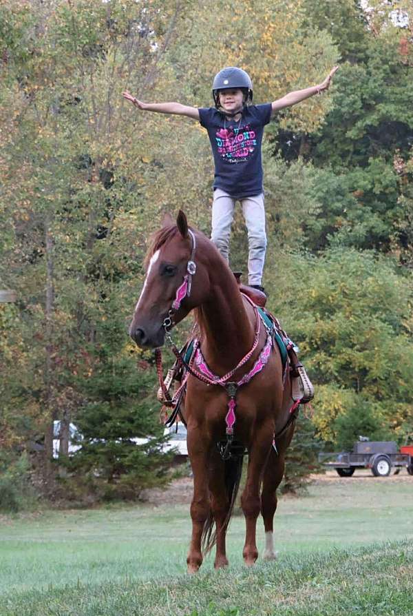 athletic-quarter-horse-thoroughbred-horse