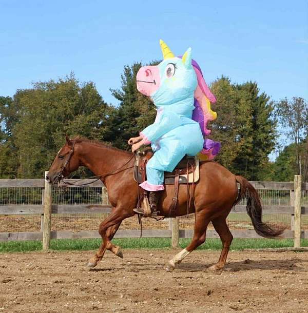 cross-quarter-horse-thoroughbred-horse